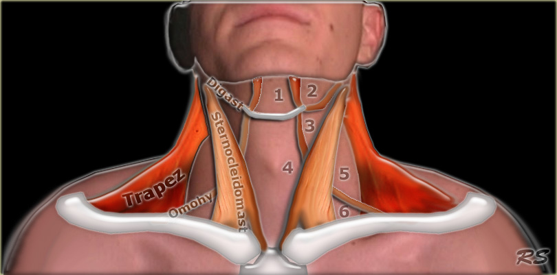 Neck Anatomy