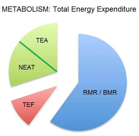Metabolism_Chart
